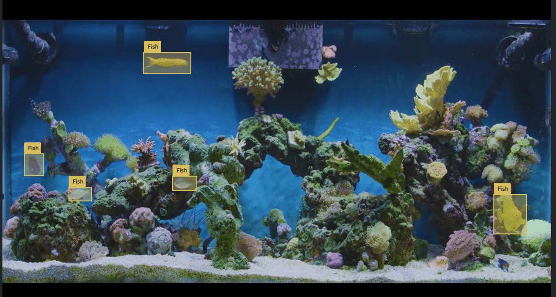 Figure 1: Object detection example for detecting fish in the aquarium with bounding boxes.