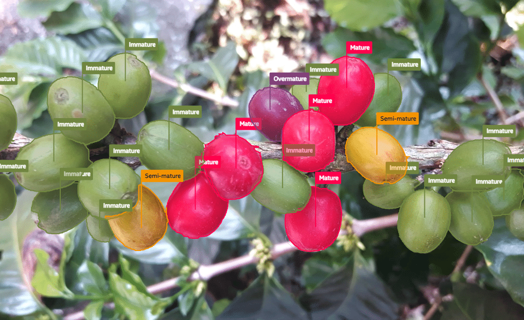 Instance Segmentation examples for coffee fruits.