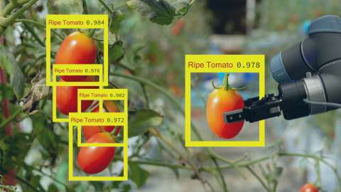 A close-up view of a robotic picking hand holding a tomato next to a tomato plant with ripe fruit. Yellow boxes with the words Ripe Tomato and a percentage value for ripeness are shown around each, demonstrating the use of computer vision